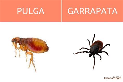 Diferencia entre pulgas y garrapatas - GUÍA COMPLETA