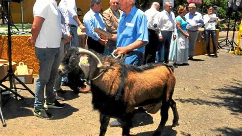 Cuántos litros de leche da una cabra