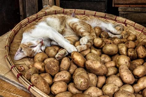 Gato Pode Comer Batata Ou Batata Doce Revista Meu Pet