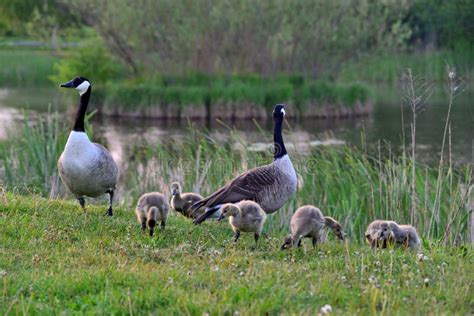 Canadian Wild Geese And Their Goslings Stock Image Image Of Pond