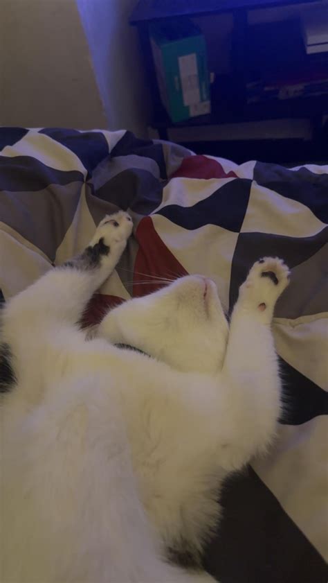 can cat overweight easily 11