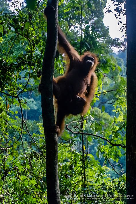 The Orangutan Bjorn Grotting Photography