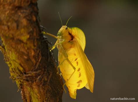 The Grasshopper That Shrieks In The Night Letting Nature Back In