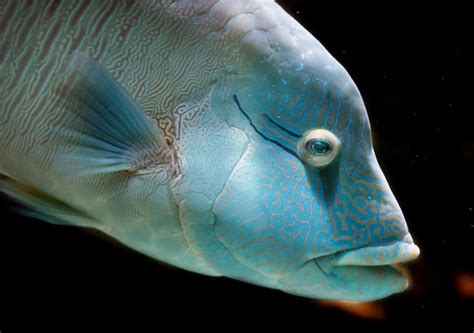 Humphead Wrasse Facts Pictures And Information Discover An Amazing