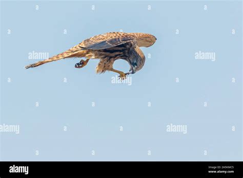 Common Kestrel Falco Tinnunculus Eating In Flight Stock Photo Alamy