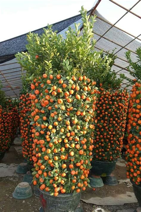 Tangerine Tree Tere Fruit