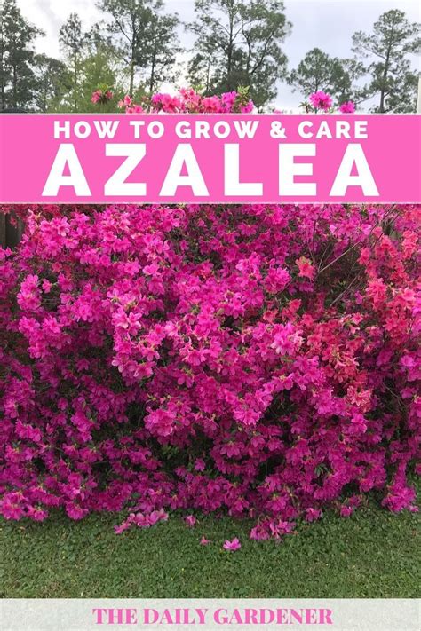 How to plant azalea complete growing care tips – Artofit