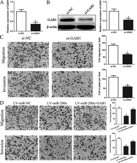 Alterations Of Gab Levels Influence The Effects Of Mir A On Hcc