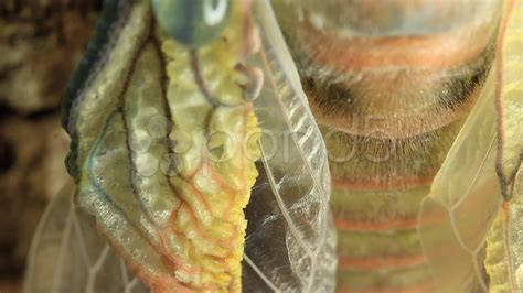 Cicada Hatching A Close Up View
