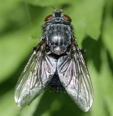 Fly Calliphora Bugguidenet