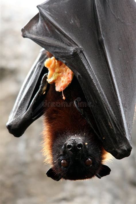 Fruit Bat With Food Stock Images - Image: 6509124