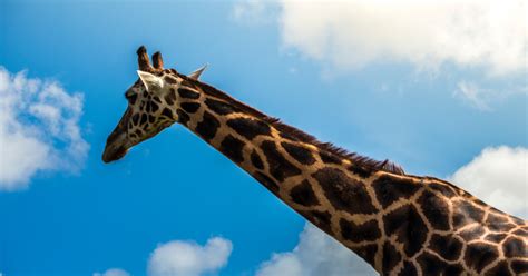 Why Does Giraffes Have Long Necks