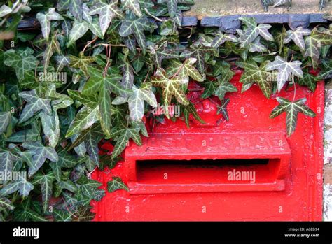 Ivy Covered Postbox Hi Res Stock Photography And Images Alamy