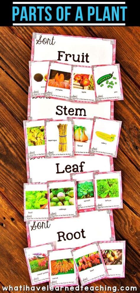 What Part Of The Plant Do We Eat Science Sort Artofit