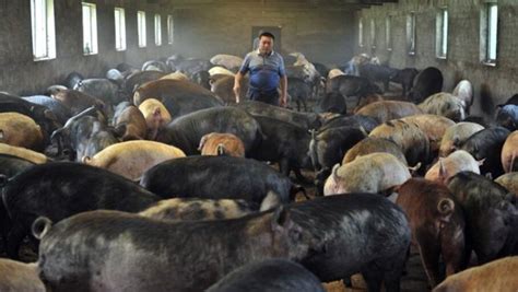 China Cr A Cerdos Gigantes Del Tama O De Osos Polares Ante La Escasez