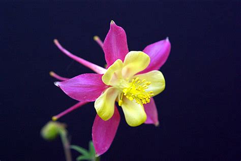 Columbine Background Images Hd Pictures And Wallpaper For Free