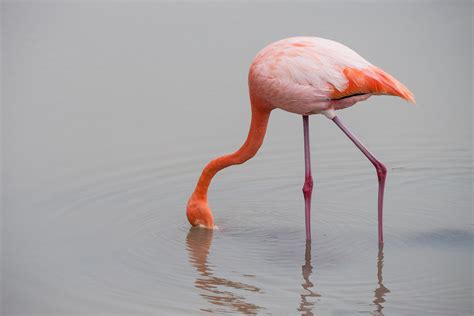 The Ruins of the Moment: American flamingo feeding, Isla Isabela ...