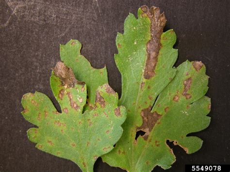 Septoria Leaf Spot Septoria Chrysanthemi