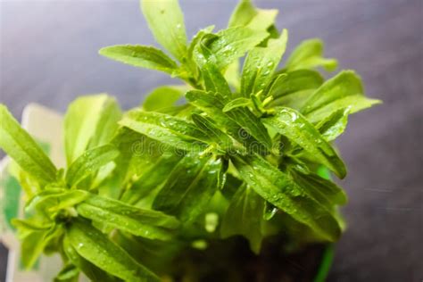 Pulverizing The Stevia Plant Closeup Watering Plants Image Stock