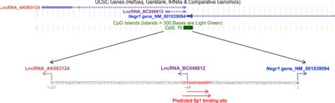 Mouse Negr Gene Locus Ucsc Genome Browser Showing Negr Gene And