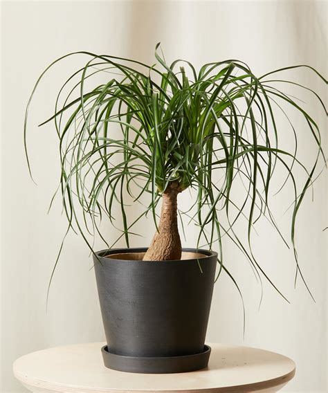 Buy Potted Ponytail Palm Indoor Plant Bloomscape