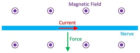 The Lorentz Force Acting On A Nerve The Magnetic Field Purple Is Download Scientific Diagram