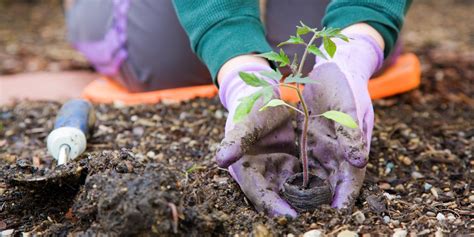 basic gardening maitland lawn care