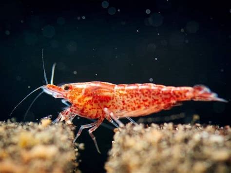 Ghost Shrimp Care Guide Species Profile Fishkeeping World