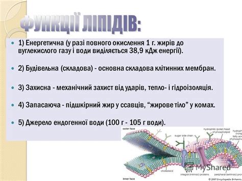 Презентация на тему: "Ліпіди їх будова, властивості, значення Ліпіди їх ...