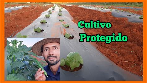 Plantar Quiabo No Mulching Vale A Pena Cultivo Protegido Youtube