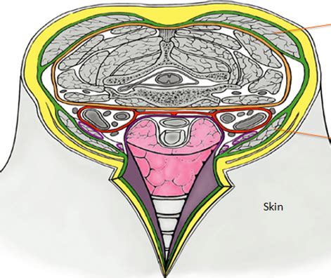 Gross Anatomy Superficial Deep Structures Of The Neck Flashcards