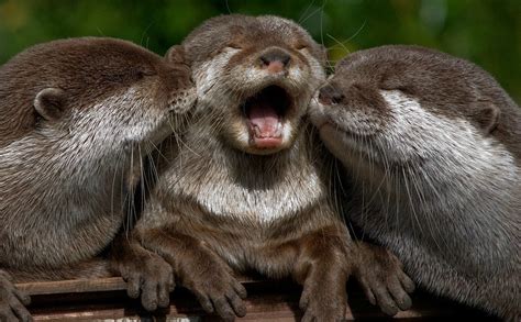 Baby Otter Kissing : pics