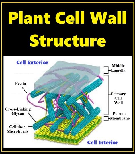 Plant Cell Wall Layers