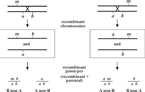 Classical Genetic Methods Wormbook Ncbi Bookshelf