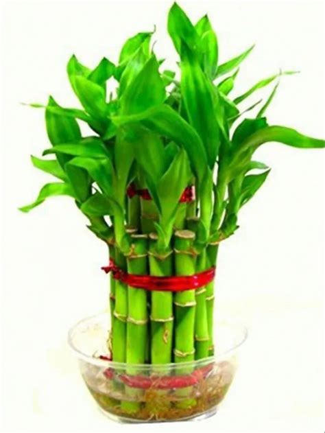 Lucky Bamboo Plant at Best Price in India