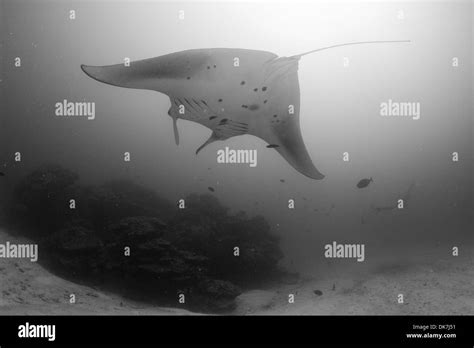 Mantas Whaleshark Fotos Und Bildmaterial In Hoher Auflösung Alamy