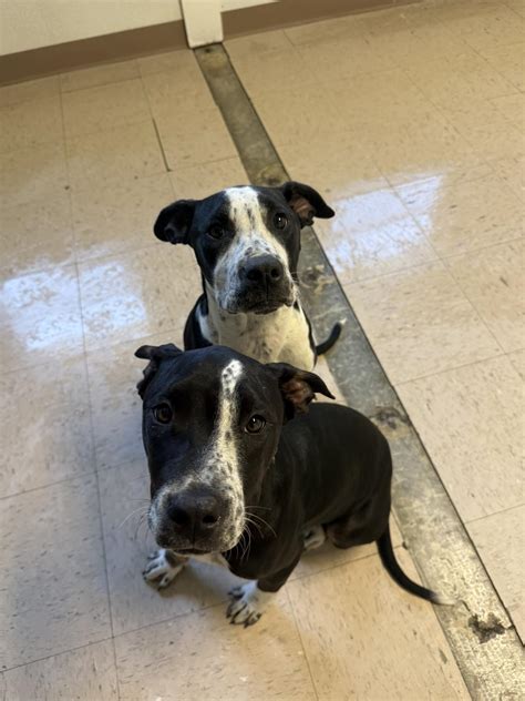 These cuties were found at... - Saving Grace Humane Society | Facebook