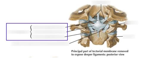 Craniovertebral Ligament Deep Diagram Quizlet