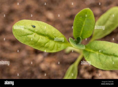 Flea Beetle Small Invasive Insect Pest Flea Beetles Eating Round