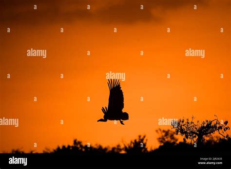 African white-backed vulture silhouette at sunset in Kenya, East Africa Stock Photo - Alamy