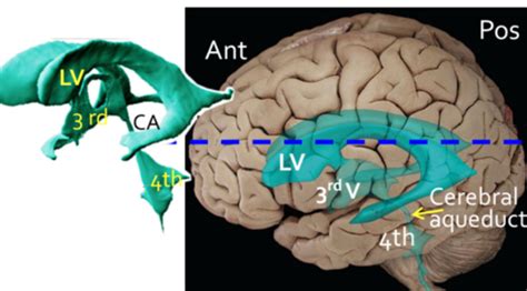 Overview Of Cns Structure And Function Flashcards Quizlet