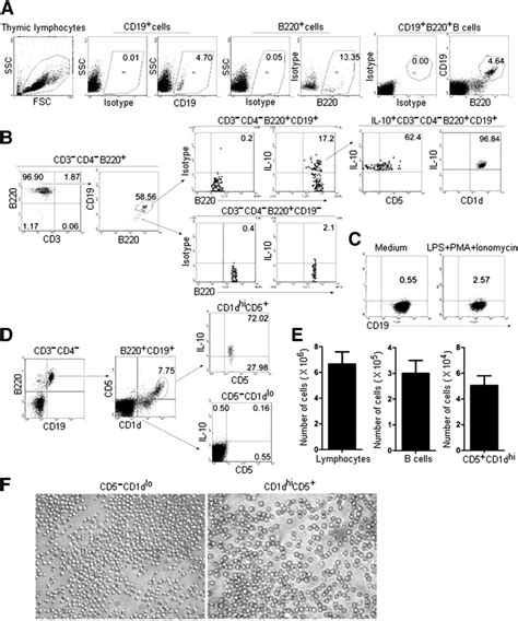 Identification Of Il 10 Cd5 Cd1d Hi B220 Cd19 B Regs In The