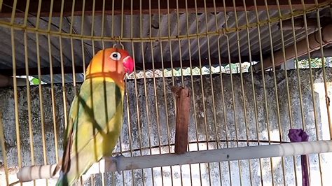 Masteran Lovebird Ngekek Panjang Cocok Untuk Menarik Lovebird Yang Lagi