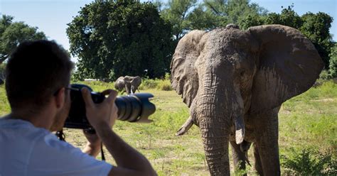 Nairobi Amboseli Lake Naivasha Masai Mara 6 Day Tour GetYourGuide