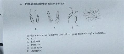7 Perhatikan Gambar Bakteri Berikut Gambar Studyx