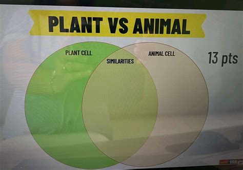 Plant Vs Animal Plant Cell Siiilariiies Studyx