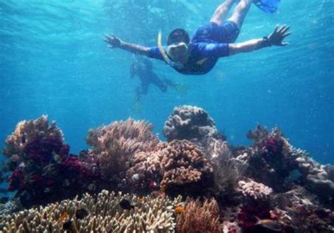 Raja Ampat Snorkeling 7 Days 6 Nights Raja Ampat Dive Resort And Sorong Fullday Tour