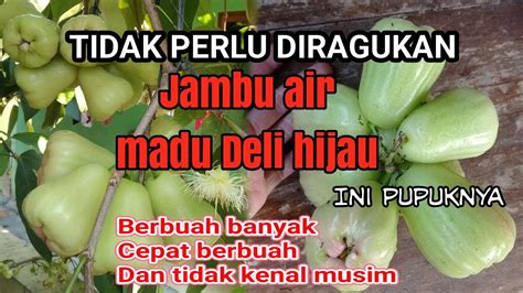 Tidak Kenal Musim JAMBU AIR MADU DELI HIJAU Mudah Berbuah Banyak Tidak