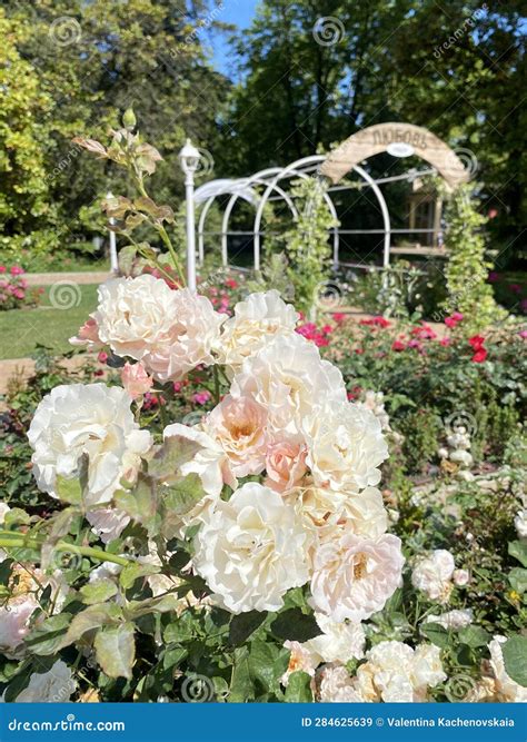 White roses in the garden stock image. Image of beautiful - 284625639