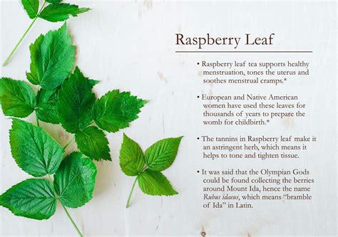 Red Raspberry Leaf Tea Benefits Raspberry